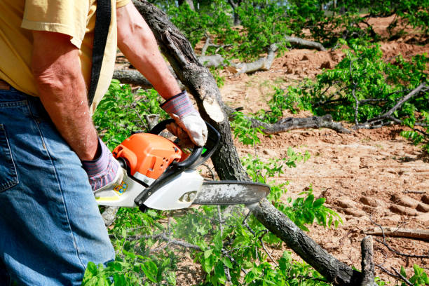 Best Tree Risk Assessment  in Harrison, OH